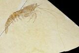 Detailed, Fossil Shrimp (Antrimpos) - Solnhofen Limestone #143784-1